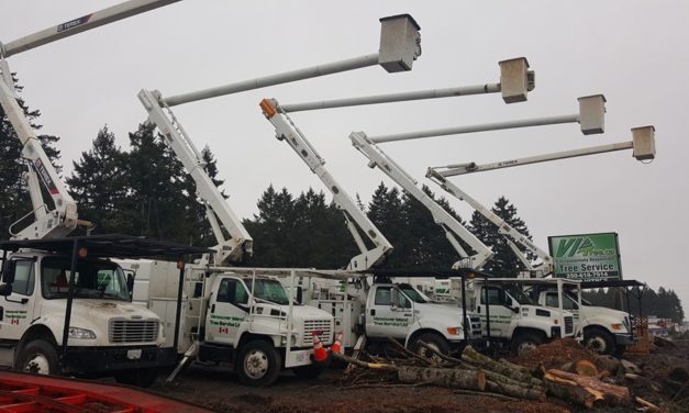 Rooted in Nanaimo, Tree Service Company Spreads Across Western Canada