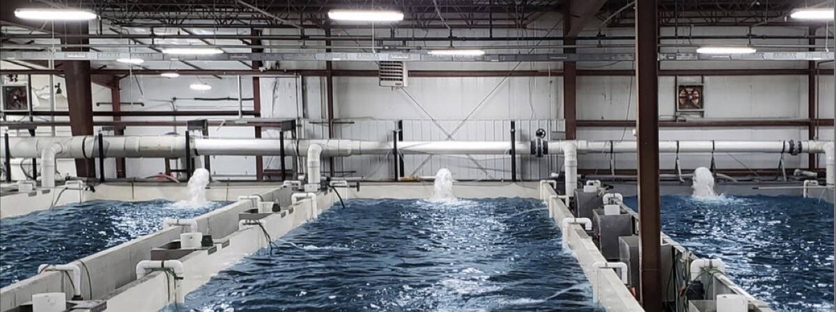 Green Light For $100M Fish Farm on Former Gold River Pulp Mill Site ...